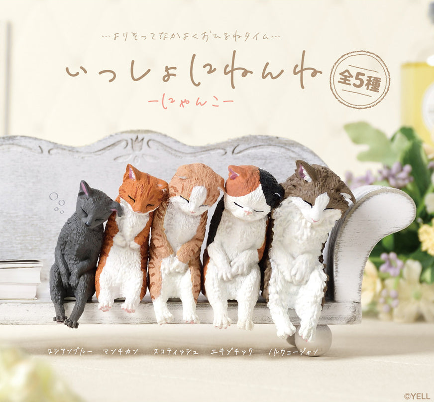 [NEW] Sleeping Together - Kitten (Box of 10)